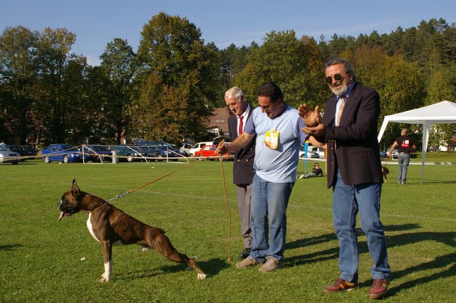 www.boxer-show.eu